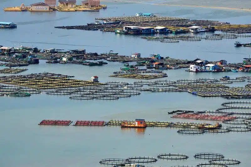 Stickstoffeinträge aus der Landwirtschaft oder Aquakulturanlagen – wie in der Xincun-Lagune im Südosten der Insel Hainan – sowie zunehmende Urbanisierung und Küstenbebauung beschleunigen die Riffdegradierung in der Region | Quelle: Tim Jennerjahn | Copyright: Tim Jennerjahn, Leibniz-Zentrum für Marine Tropenforschung (ZMT)