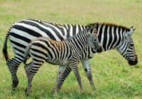Two zebras walking together in a sunlit grassy field, one slightly behind the other (adult and foal).