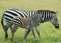 Two zebras walking together in a sunlit grassy field, one slightly behind the other (adult and foal).