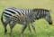 Two zebras walking together in a sunlit grassy field, one slightly behind the other (adult and foal).
