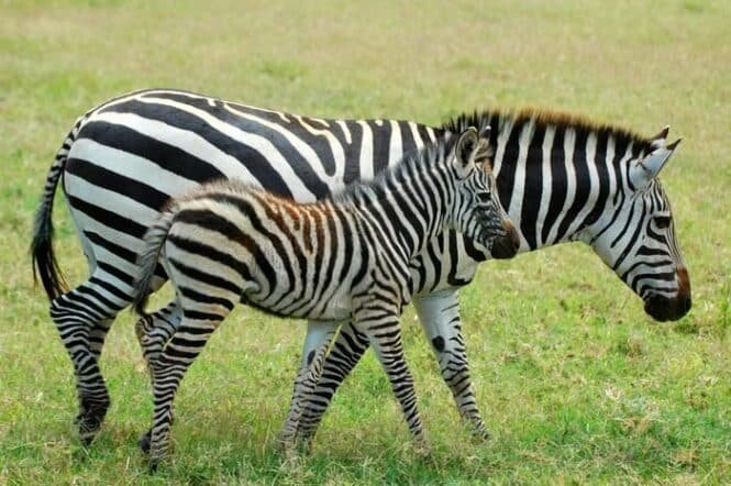 Two zebras walking together in a sunlit grassy field, one slightly behind the other (adult and foal).