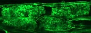 Green fluorescence microscopy image of a tissue section, showing densely labeled cellular structures along elongated fibers.
