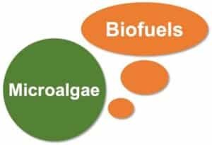 Green circle labeled Microalgae with orange bubble labeled Biofuels, illustrating microalgae as a biofuel source.