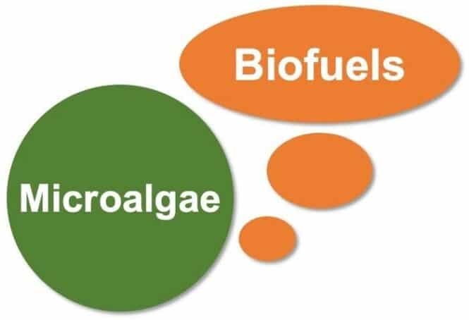 Green circle labeled Microalgae with orange bubble labeled Biofuels, illustrating microalgae as a biofuel source.