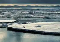 Frozen sea with large ice floes under a cloudy sky; two people walking on the ice edge.