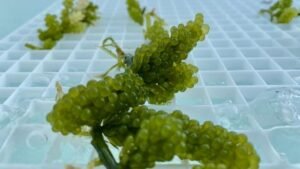 Green sea grapes (Caulerpa) clusters submerged in a shallow water tank with a white grid background for aquaculture.