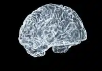 3D wireframe model of a human brain against a black background, showing intricate neural folds in light blue/white tones.