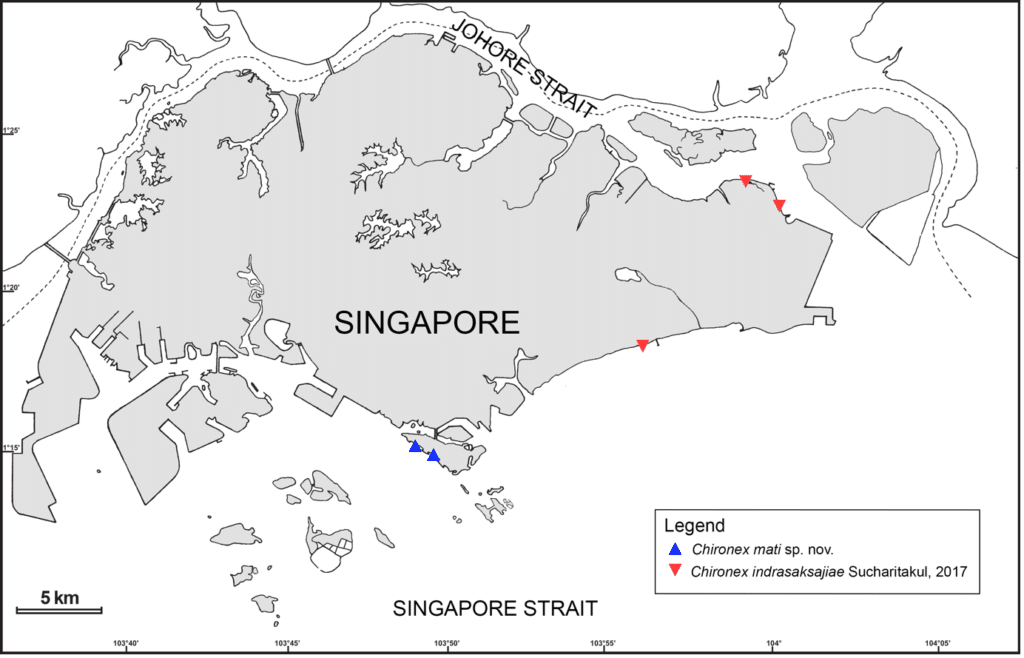Karte der Quallenprobenahme in Singapur, auf der sowohl der Fundort der neuen Art als auch der Ort verzeichnet ist, an dem C. indrasaksajiae zum ersten Mal in Singapur gesichtet wurde. ©Iesa et al.