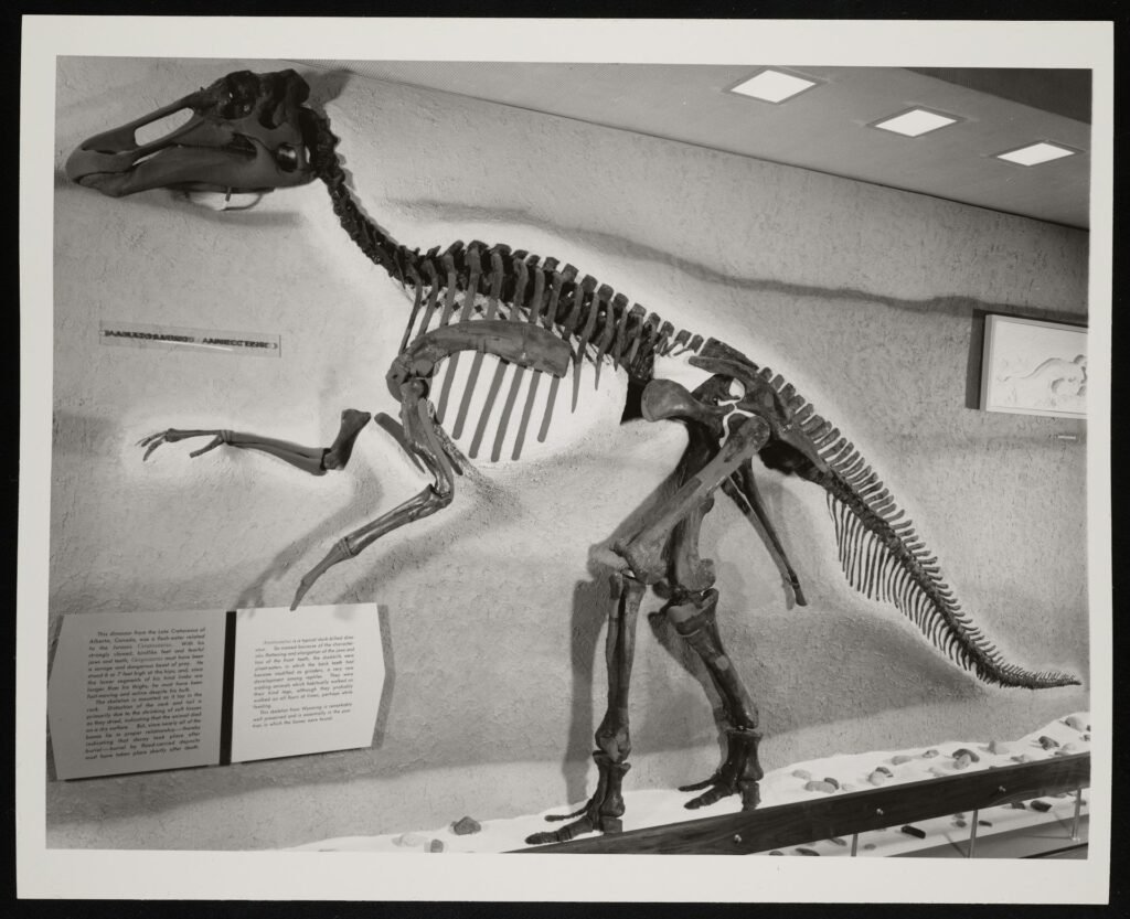 Museum exhibit showing a large mounted dinosaur skeleton with a long neck and tail, displayed on a platform with information plaques nearby.