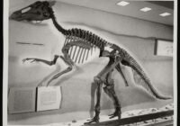 Museum exhibit showing a large mounted dinosaur skeleton with a long neck and tail, displayed on a platform with information plaques nearby.