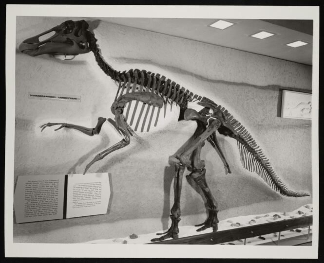 Museum exhibit showing a large mounted dinosaur skeleton with a long neck and tail, displayed on a platform with information plaques nearby.