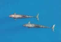 Two dolphins swim side by side in clear blue ocean water