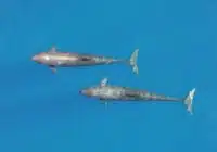 Ikki delfin tiniq moviy okean suvida yonma-yon suzishadi