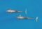 Two dolphins swim side by side in clear blue ocean water
