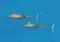 Two dolphins swim side by side in clear blue ocean water