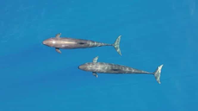 Two dolphins swim side by side in clear blue ocean water