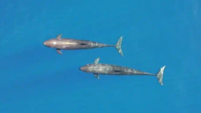 Two dolphins swim side by side in clear blue ocean water