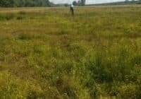 Person walking alone in a grassy wildflower field under a blue sky with scattered clouds.