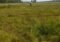Person walking alone in a grassy wildflower field under a blue sky with scattered clouds.