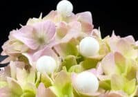 Close-up of pink and green hydrangea blooms with white decorative berries against a black background.