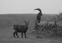 Capra ibex wurde im 19.?Jahrhundert fast ausgerottet. Heute leben über 40.000 Tiere in den Alpen, stammen aber alle von weniger als 100 Individuen ab, was die genetische Vielfalt stark einschränkt. | Copyright: Senckenberg/Leigh