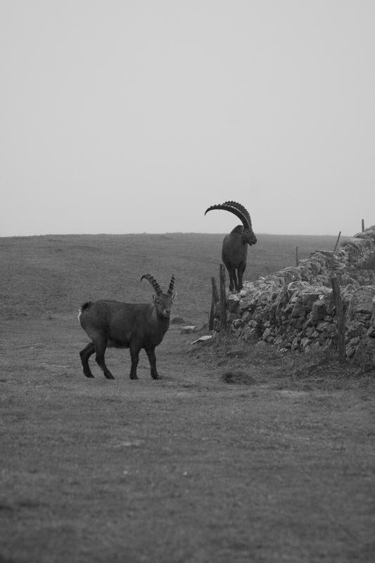 Capra ibex wurde im 19.?Jahrhundert fast ausgerottet. Heute leben über 40.000 Tiere in den Alpen, stammen aber alle von weniger als 100 Individuen ab, was die genetische Vielfalt stark einschränkt. | Copyright: Senckenberg/Leigh