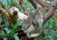A sloth hanging from a tree branch in a lush jungle, resting on a limb with green leaves around.
