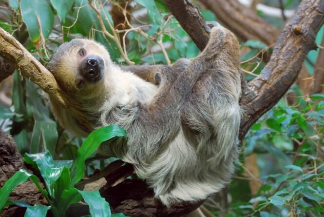 A sloth hanging from a tree branch in a lush jungle, resting on a limb with green leaves around.