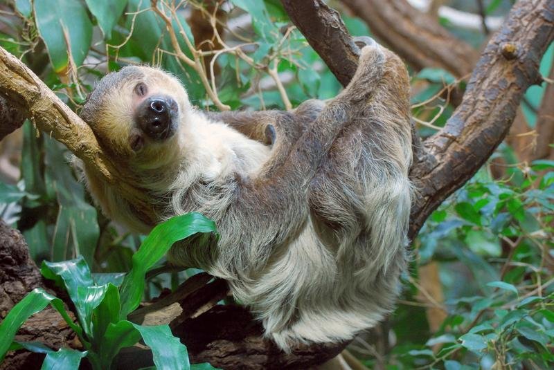 Zweifingerfaultier - Choloepus didactylus | Quelle: Zoo Berlin | Copyright: Zoo Berlin