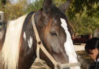 Close-up of a black and white Pinto horse wearing a beige halter outdoors under leafy trees.