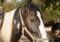 Close-up of a black and white Pinto horse wearing a beige halter outdoors under leafy trees.