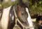 Close-up of a black and white Pinto horse wearing a beige halter outdoors under leafy trees.