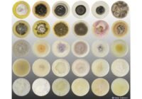 Grid of 25 petri dishes showing diverse mold colonies in growth media with various colors and textures.