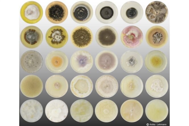 Grid of 25 petri dishes showing diverse mold colonies in growth media with various colors and textures.