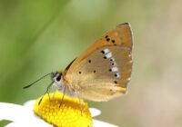 Close-up of a small orange butterfly with black spots perched on a yellow and white daisy against a green blurred background, showing wing pattern.