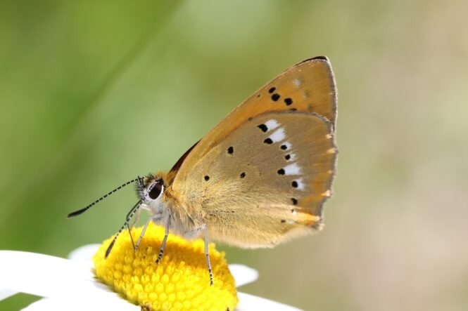 Close-up of a small orange butterfly with black spots perched on a yellow and white daisy against a green blurred background, showing wing pattern.