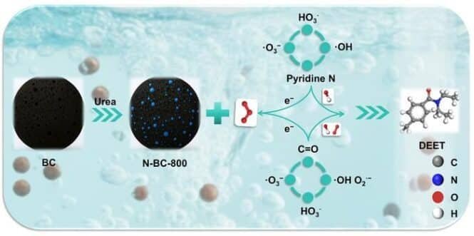 Schematic of black BC and N-BC-800 formed from urea, with electron transfer to a pyridine N–based system, producing DEET at the right; color legend shows C, N, O, H.