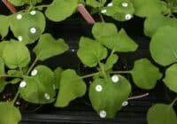 Young leafy seedlings in black trays with white circular numbered labels on each leaf.