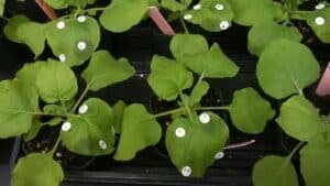 Young leafy seedlings in black trays with white circular numbered labels on each leaf.
