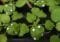 Young leafy seedlings in black trays with white circular numbered labels on each leaf.