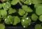 Young leafy seedlings in black trays with white circular numbered labels on each leaf.