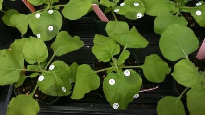 Young leafy seedlings in black trays with white circular numbered labels on each leaf.