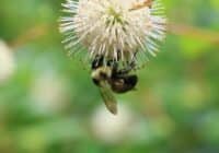 Close-up of a honeybee feeding on a white spiky ball flower, with a green blurred background.