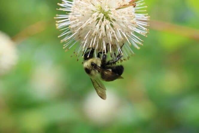 Close-up of a honeybee feeding on a white spiky ball flower, with a green blurred background.