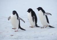 Three penguins stand on a snow-covered surface, facing forward in a row.
