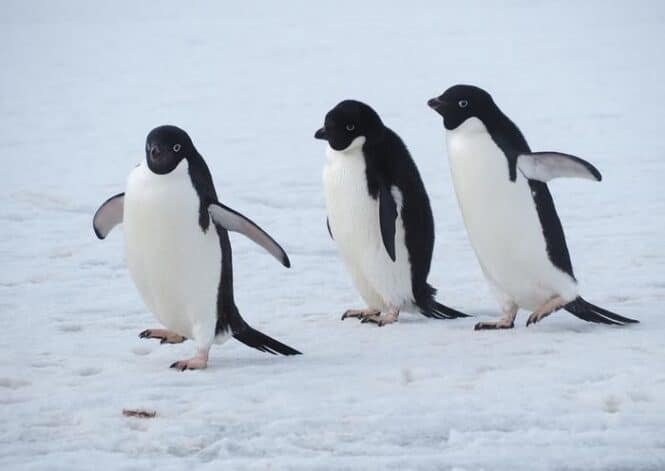 Three penguins stand on a snow-covered surface, facing forward in a row.