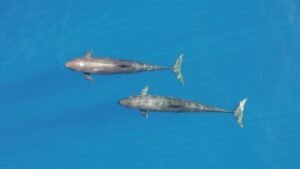 Two gray dolphins swim side by side in clear blue ocean water.