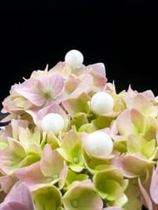 low-res_kuegelchen_aem2654116497794061813jpg | Pugnalom Close-up of pastel pink and green hydrangea blossoms with white decorative berries