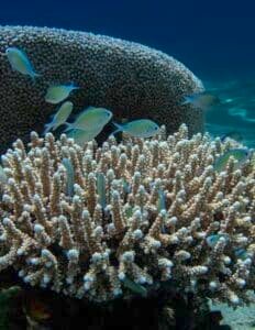 Underwater scene with branching coral and small blue-green damselfish swimming around a reef.