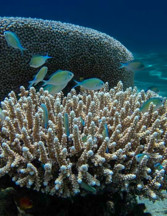Underwater scene with branching coral and small blue-green damselfish swimming around a reef.